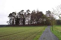 Der Waldfriedhof im Jahr 2002